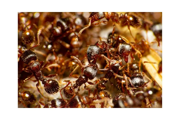 Close-up of a fire ant colony swarming in soil, a common sight in Conroe, TX yards