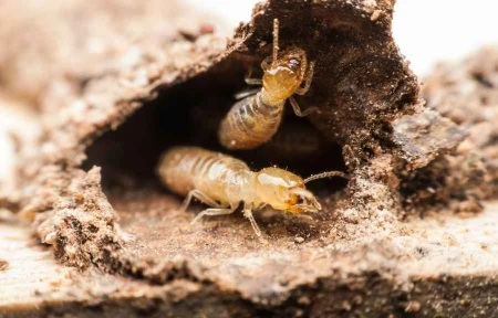 Subterranean termites exposed inside damaged wood, common in Conroe, TX homes
