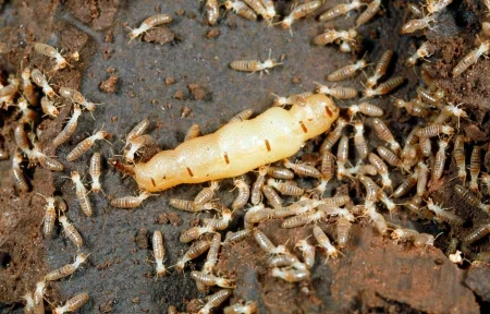 Termite queen surrounded by worker termites, showing an active colony common in Conroe, TX soil