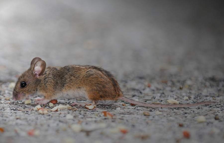A mouse feeding on scattered food debris, a common early sign of a rodent problem in Conroe, TX homes