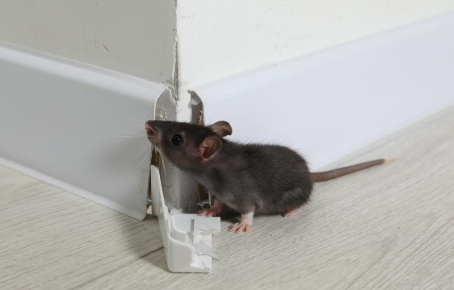 Home 5 A house mouse squeezing through a gap in a baseboard, showing how rodents enter Conroe, TX homes through small openings