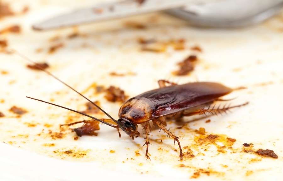Close-up of a cockroach on a kitchen counter with food crumbs, a common sight in Conroe, TX homes