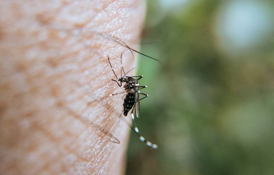 Home 4 Close-up of a mosquito biting human skin, a common problem during Conroe, TX's extended mosquito season