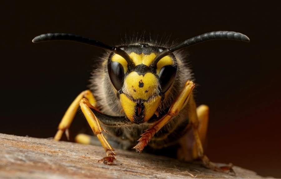 Close-up of a wasp, one of the stinging insects commonly found around Conroe, TX homes