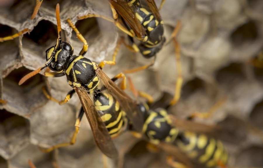 Paper wasps building a nest with visible honeycomb cells, commonly found under eaves in Conroe, TX homes