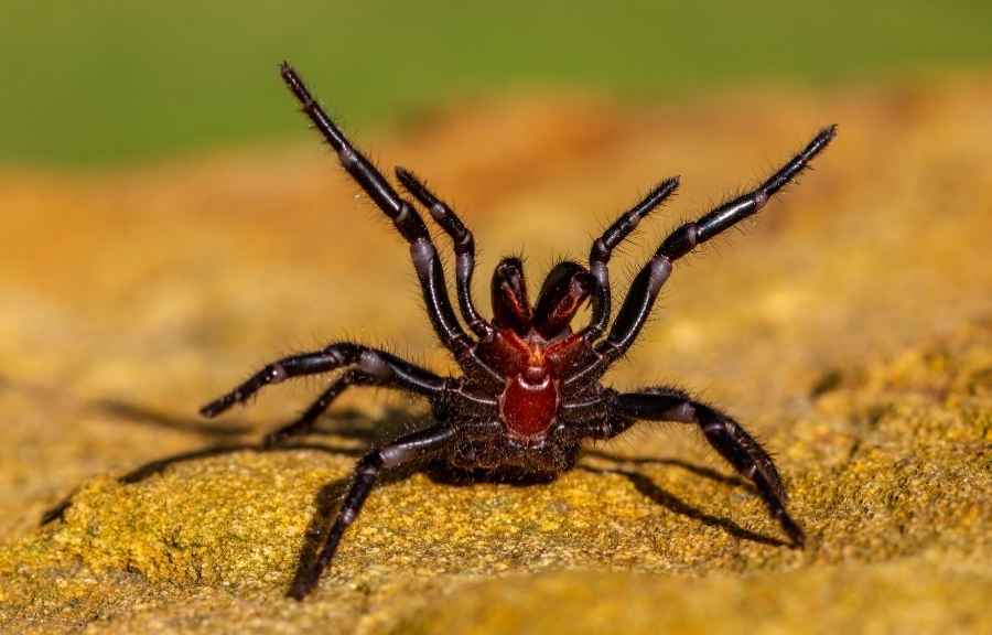 Close-up of a spider in a defensive stance, showing markings that help identify whether a spider is dangerous in Conroe, TX