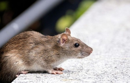 A rat exploring a ledge outside a Conroe, TX home, a common sign of rodent activity near the property